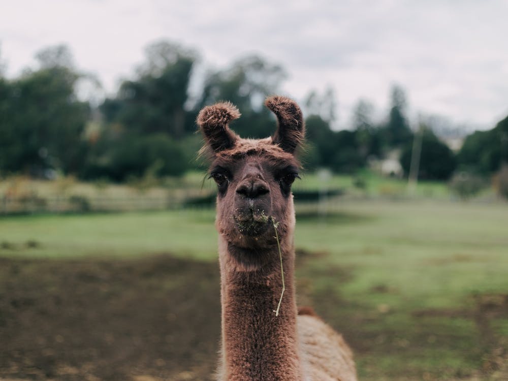 Llama Portrait Photo 1