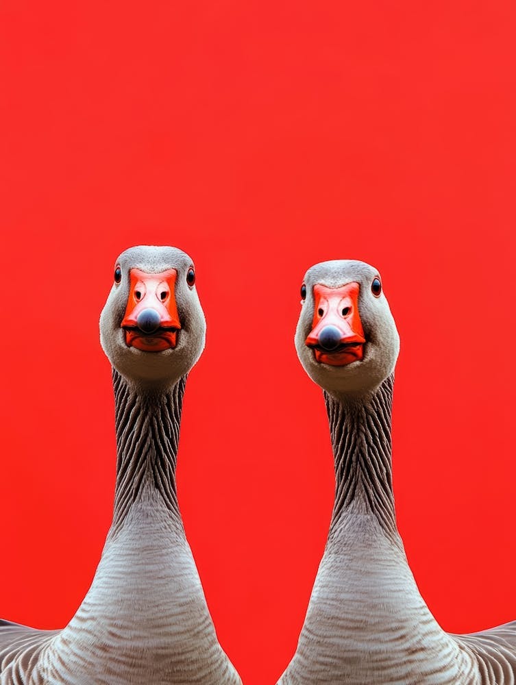 Geese 2