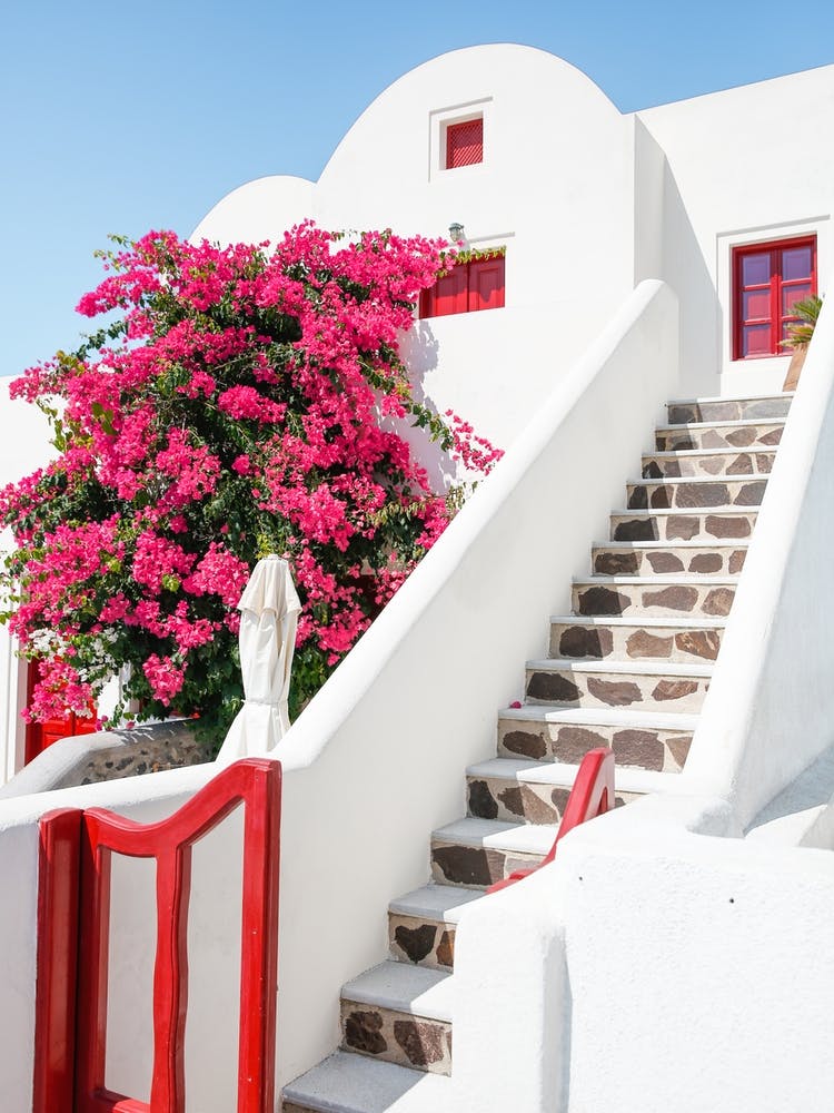 Santorini Blossom