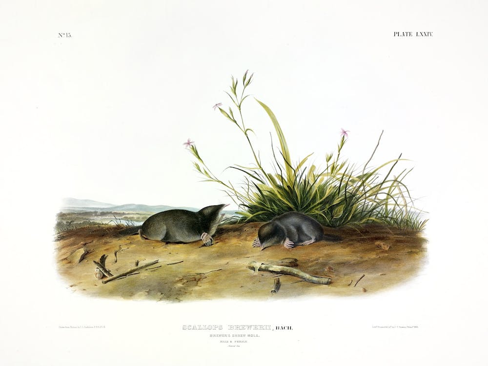 Shrew Mole, John James Audubon