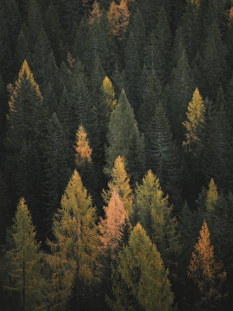 Autumn Pine Forest