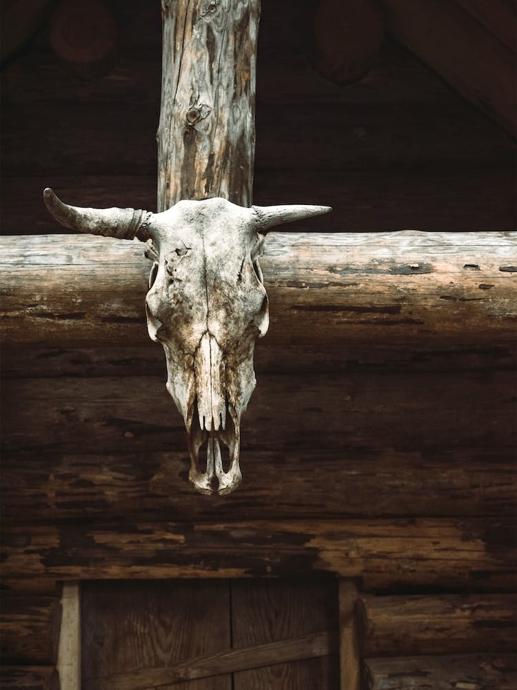 Animal Skull