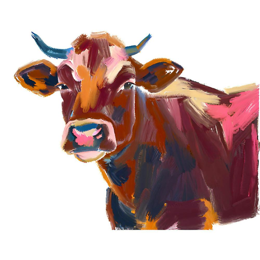 Angus Cow 01 1