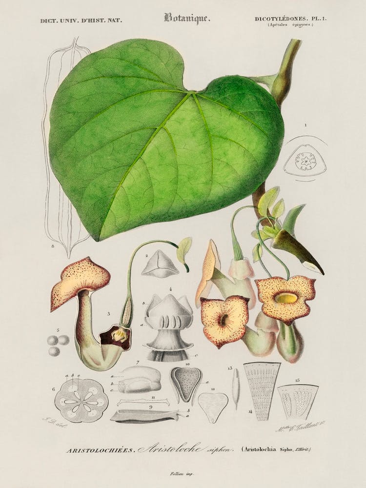 Pipevine (Dutchman S Pipe), Charles Dessalines D' Orbigny