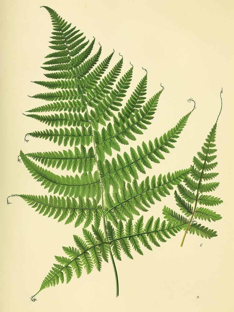 Vintage Illustration Netted Chain Fern 2