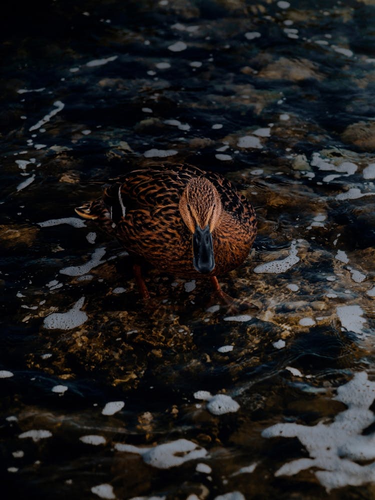 Braune Ente im Wasser auf den Felsen.