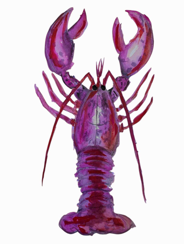 Purple Lobster