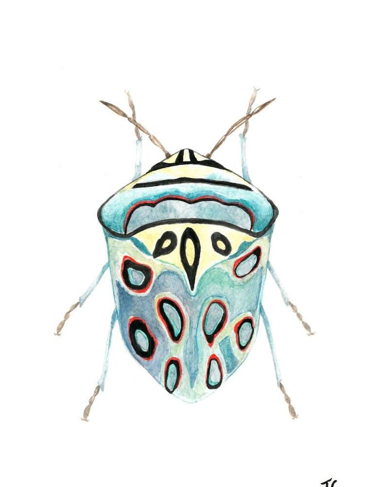 Watercolour Beetle