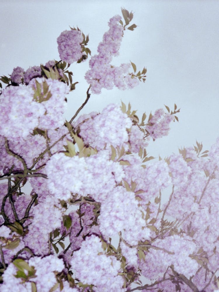 Cherry Cherry Blossom