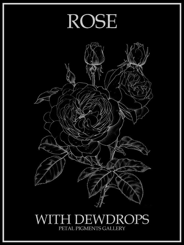 Rose With Dewdrops Line Drawing 3 Poster Inverted