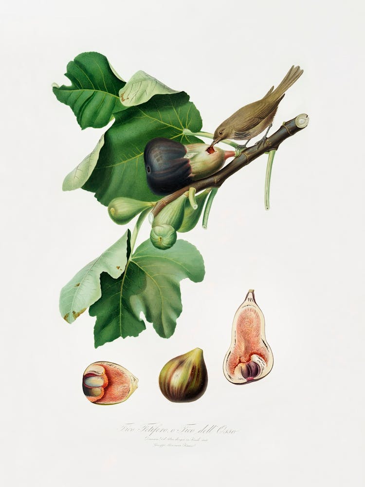 Fig (Ficus Carica Sativa) From Pomona Italiana (1817 - 1839), Giorgio Gallesio