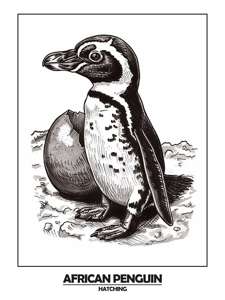 Penguin Hatching Poster 2