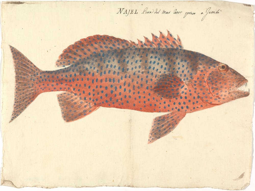 Unidentified Fish, Luigi Balugani (16) 1
