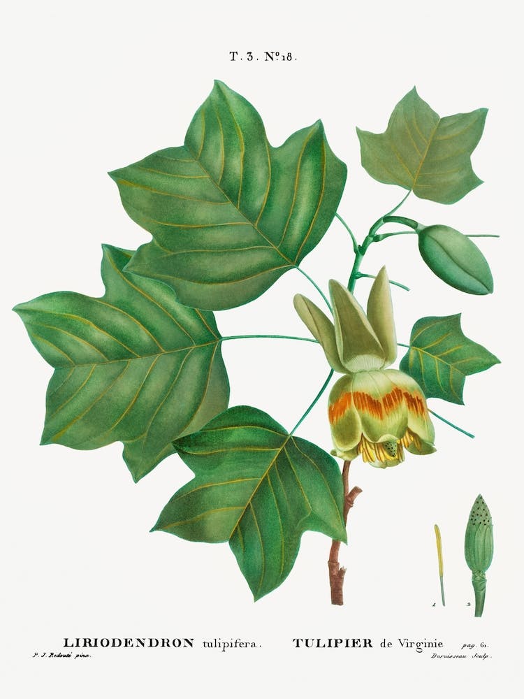 Tulip Tree, Pierre Joseph Redoute