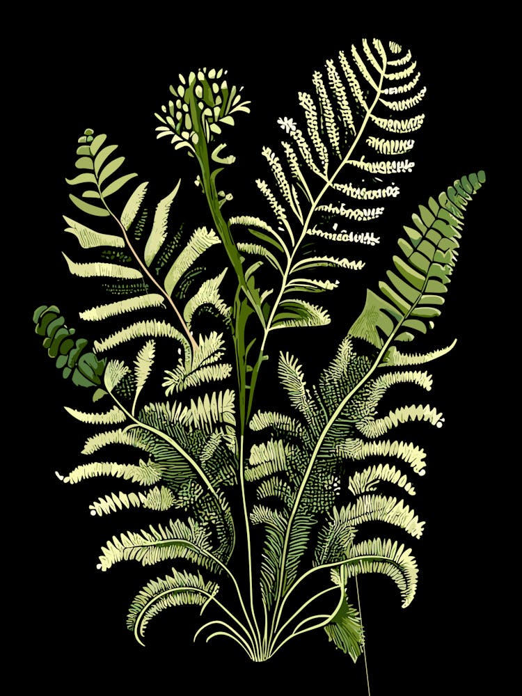 Ebony Spleenwort Wildflower Vintage Botanical