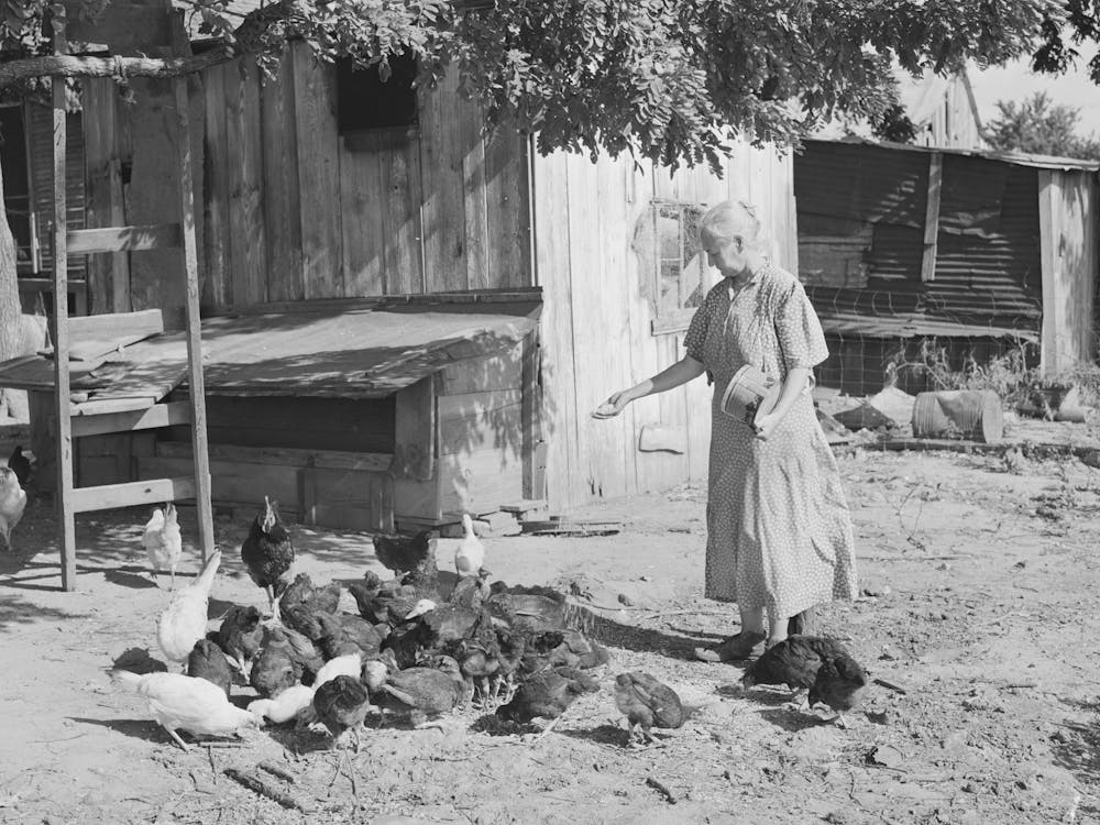 Untitled Photo, Possibly Related To Wife Of Tenant Farmer Living Near Muskogee, Oklahoma, Feeding The Chickens