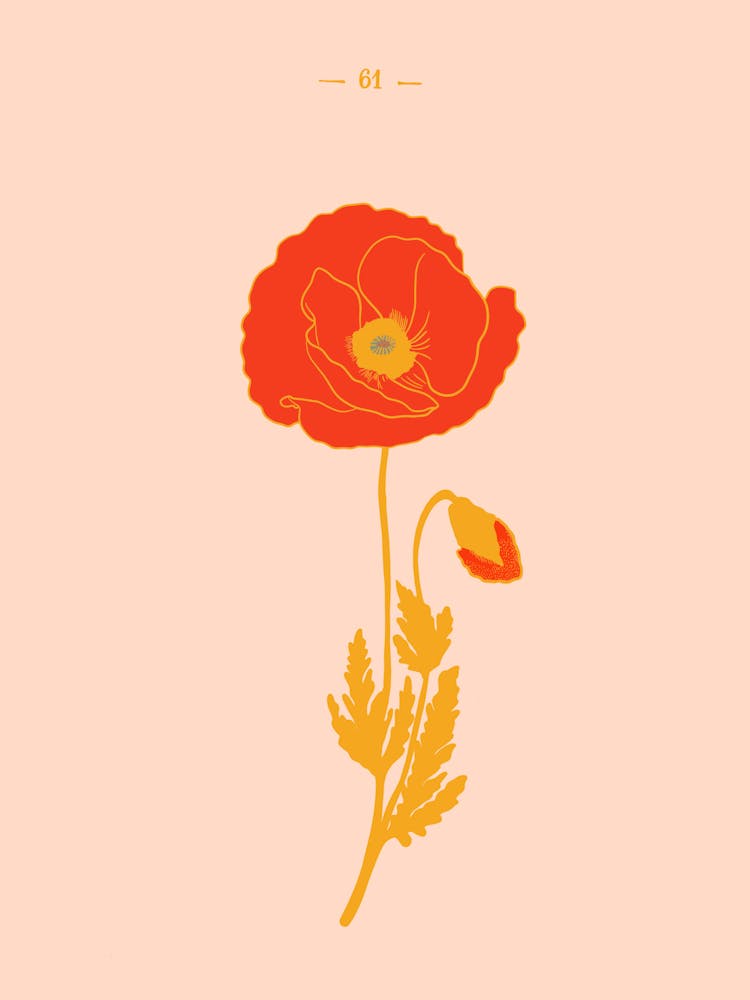 Vintage poppy botanical illustration