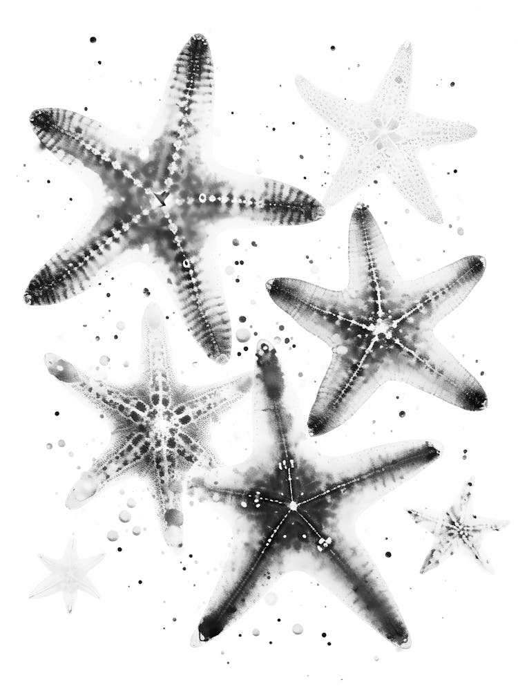 Starfish 18