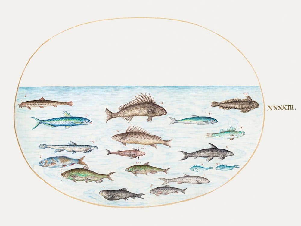 Fifteen Fish (1575–1580), Joris Hoefnagel