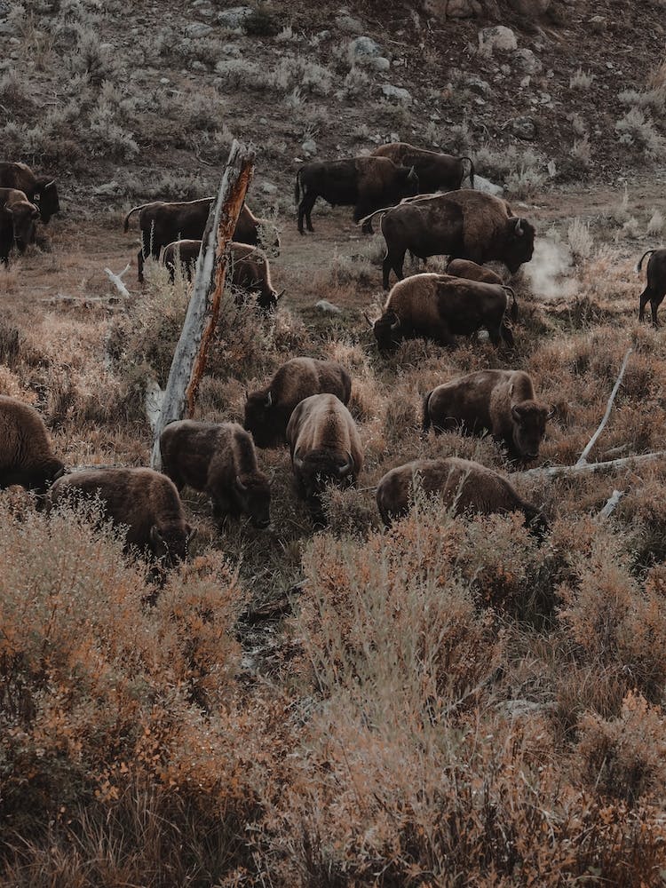 Sagebrush Bison Herd