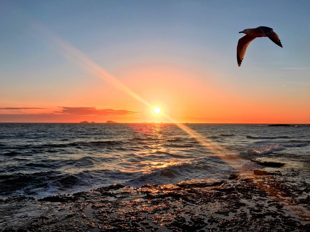 Seagull Flying Over The Ocean At Sunset in Ibiza (Spain Series)