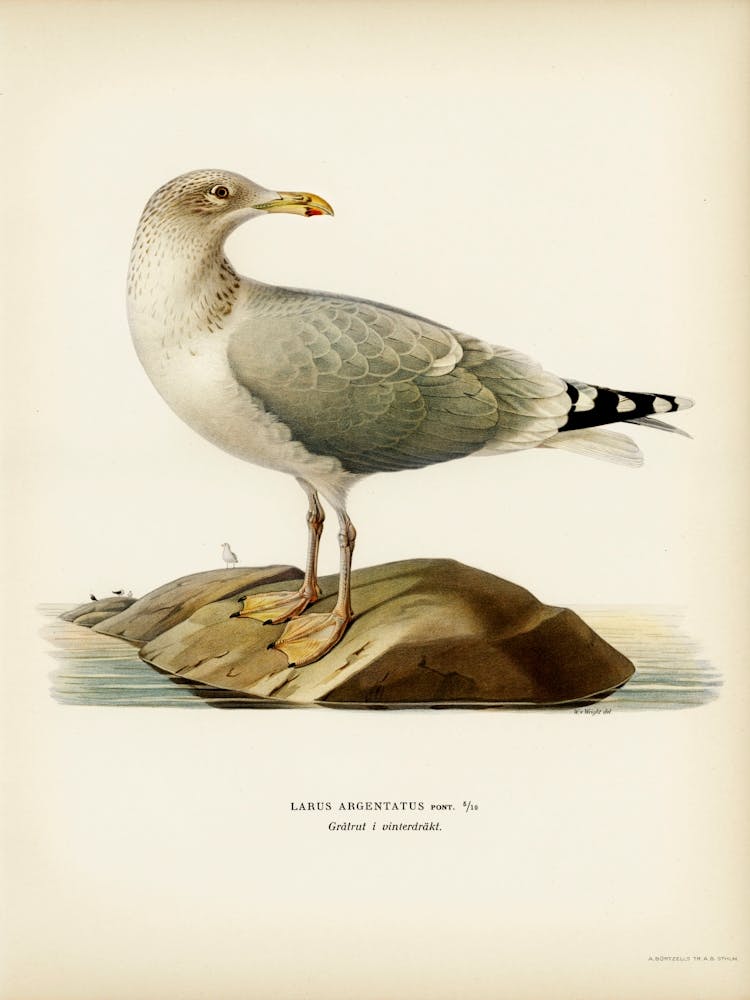 European Herring Gull, The Von Wright Brothers