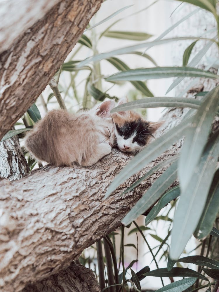 Ikaria, Dreaming Kittens