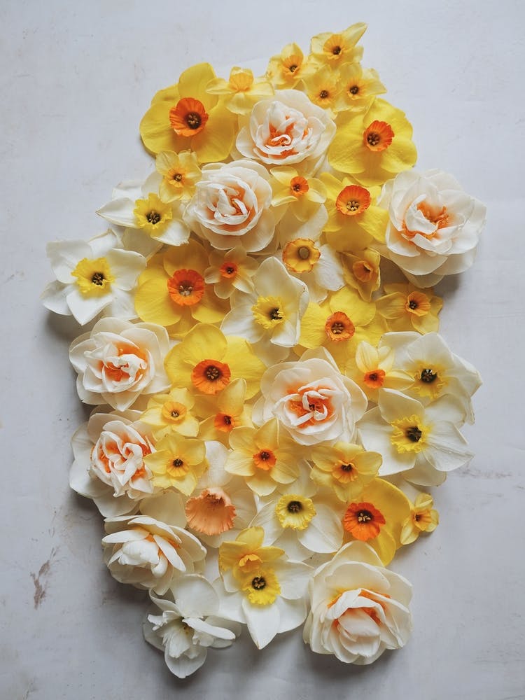 Daffodils On Display