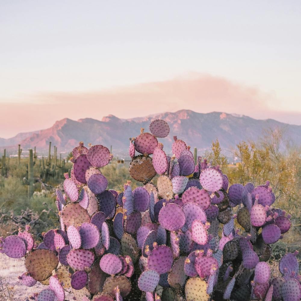Purple Desert Cactus