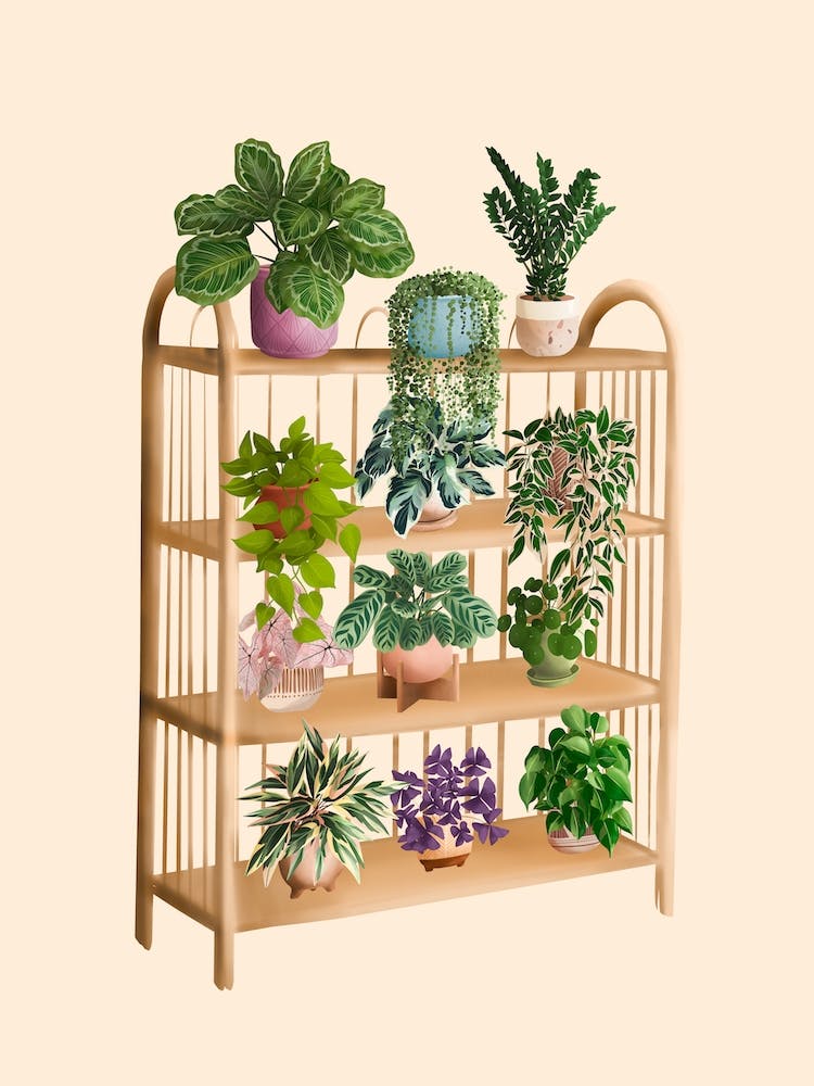 Plant Shelf 7