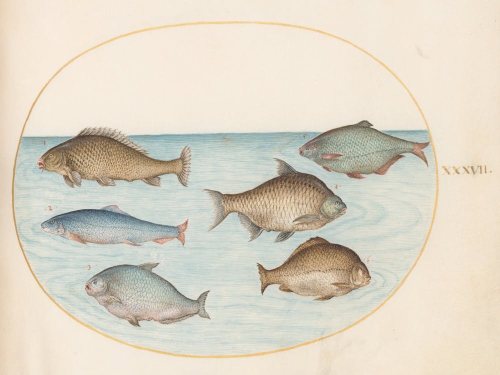 Aquatic And Shellfish Animals, Joris Hoefnagel (3)