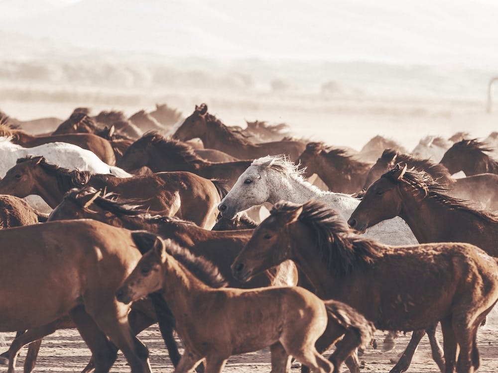 Running Horse Herd