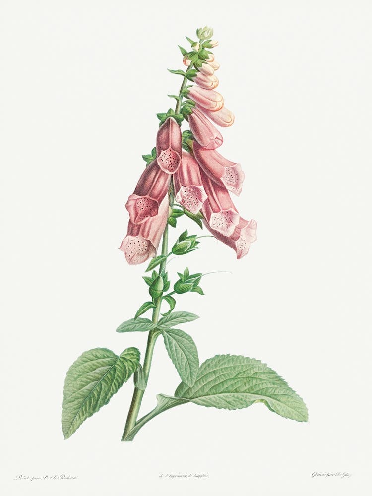 Foxgloves from La Botanique de J. J. Rousseau, Pierre Joseph Redoute
