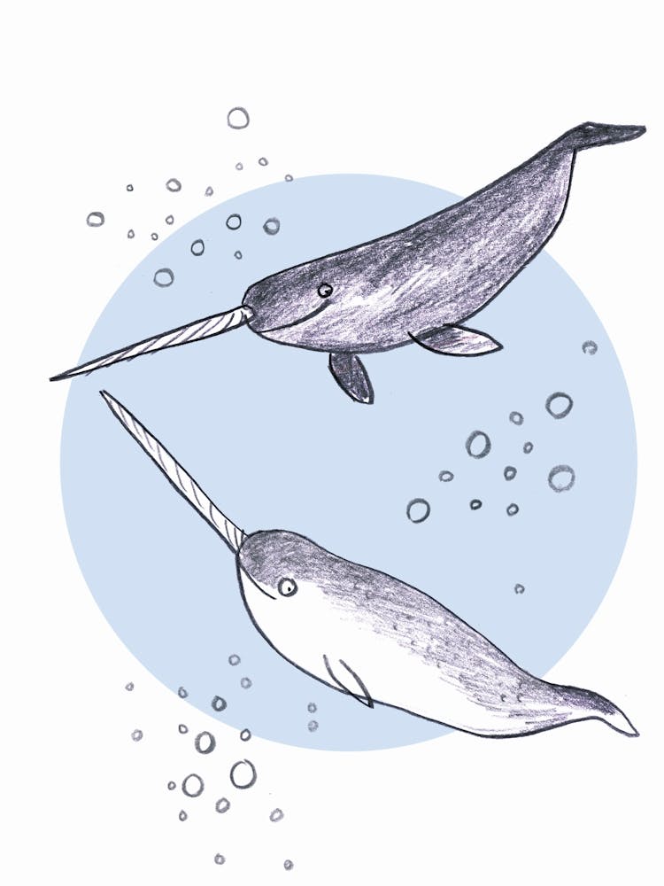 Narwhals