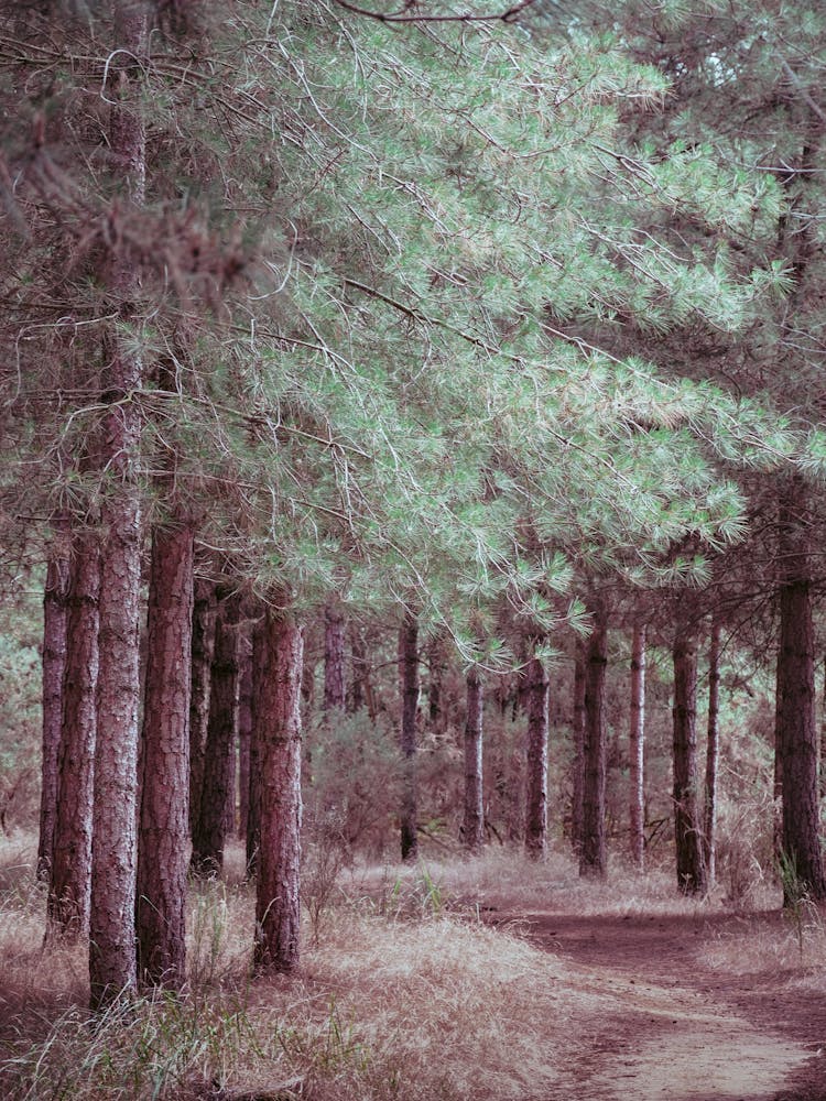 Pine Forest