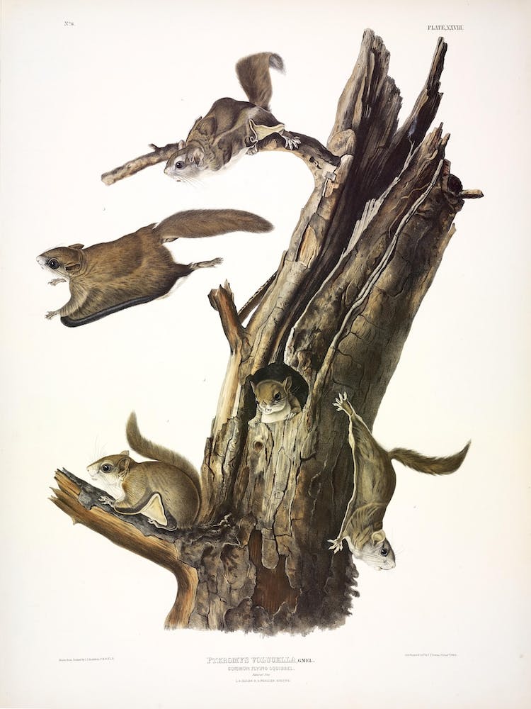 Polatouche Commun, John James Audubon