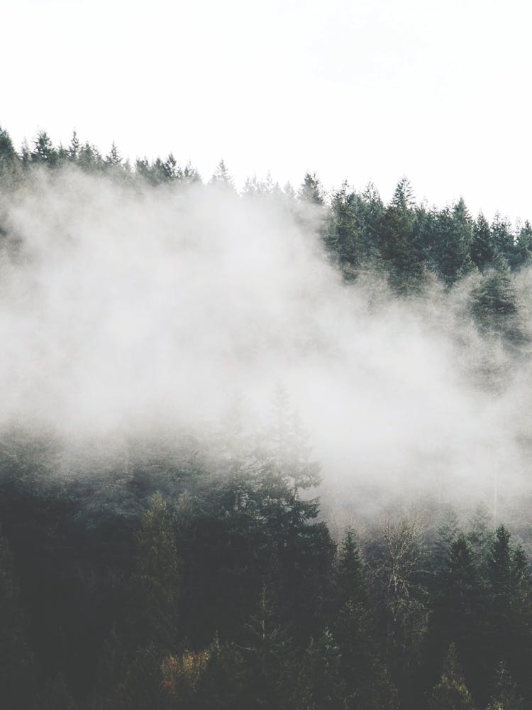 Fog In The Forest
