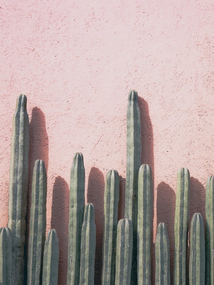 Blushing Cactus