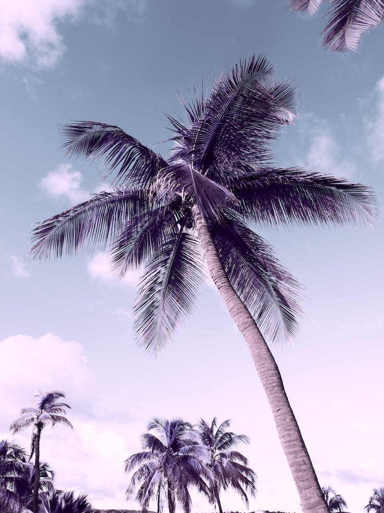 Perfect Palms
