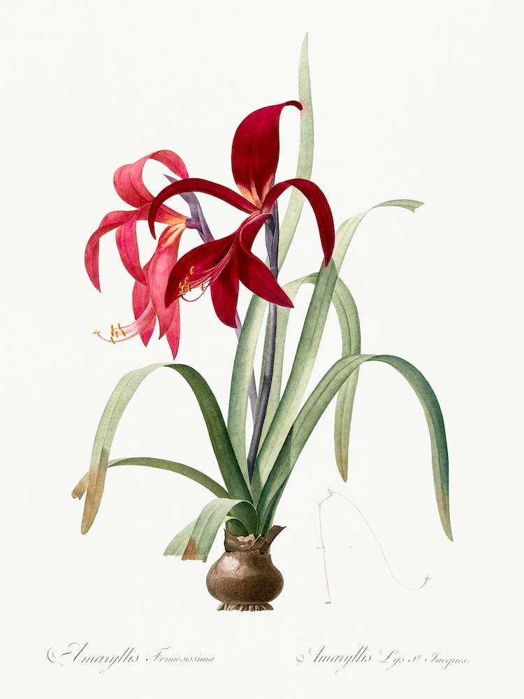 Sprekelia Illustration From Les Liliacées, Pierre Joseph Redouté