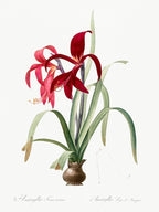 Sprekelia Illustration From Les Liliacées, Pierre Joseph Redouté