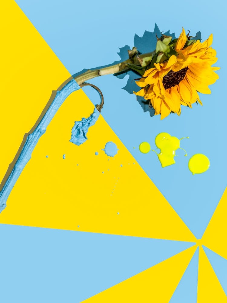 Sunflower.