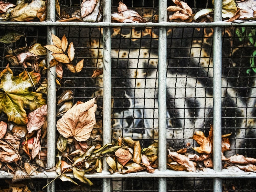 Collected Frozen Leaves