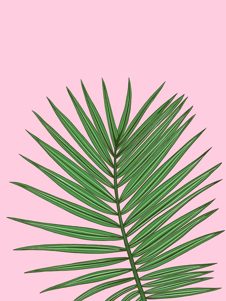 Tropical Palm Leaf Branch On Pink Background