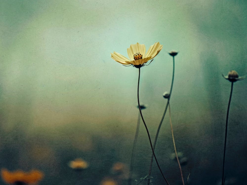 Nostalgic Nature No 8