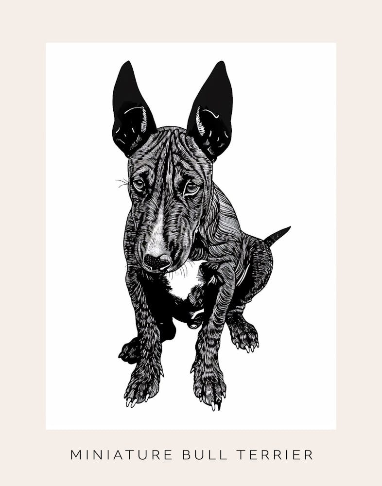 Miniature Bull Terrier Line Sketch 1 Poster