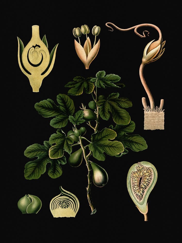 Vintage Bollmann 4 Feigenbaum