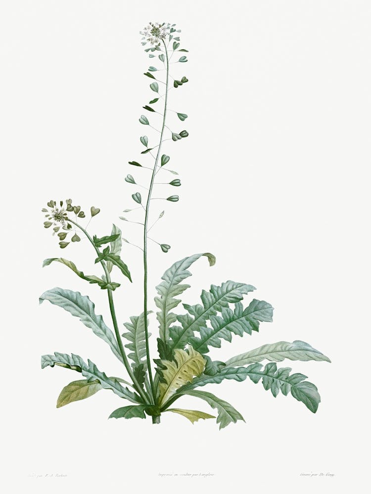 Shepherd S Purse, Pierre Joseph Redoute