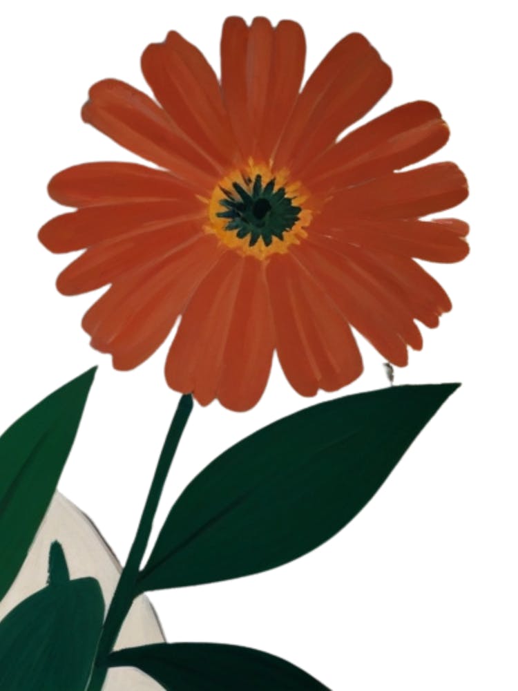 Gerbera Daisy