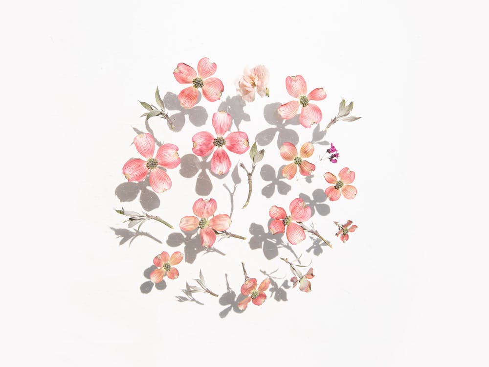Dogwood Flowers